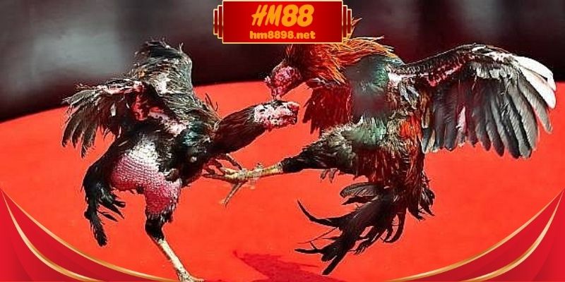 Theo dõi kết quả xổ số trực tuyến theo từng khung giờ